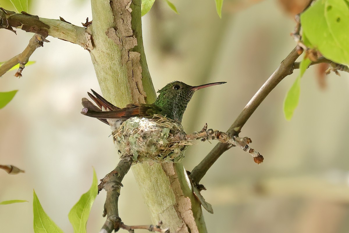 Berylline Hummingbird - Doug Hommert