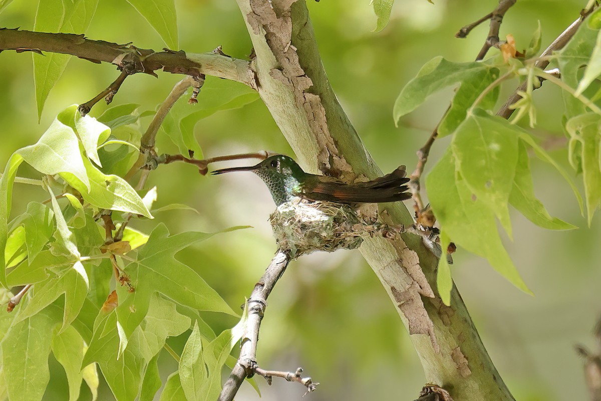 Berylline Hummingbird - Doug Hommert