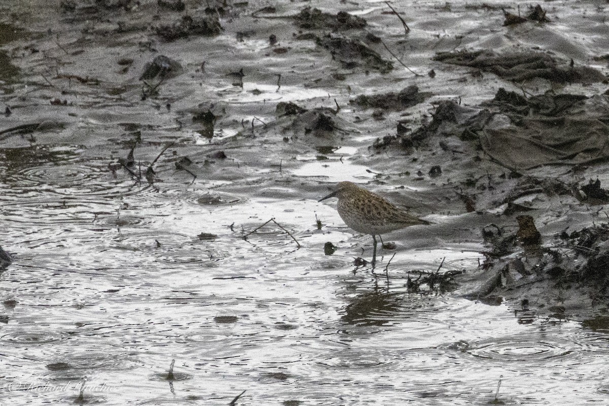 White-rumped Sandpiper - Richard Latuchie