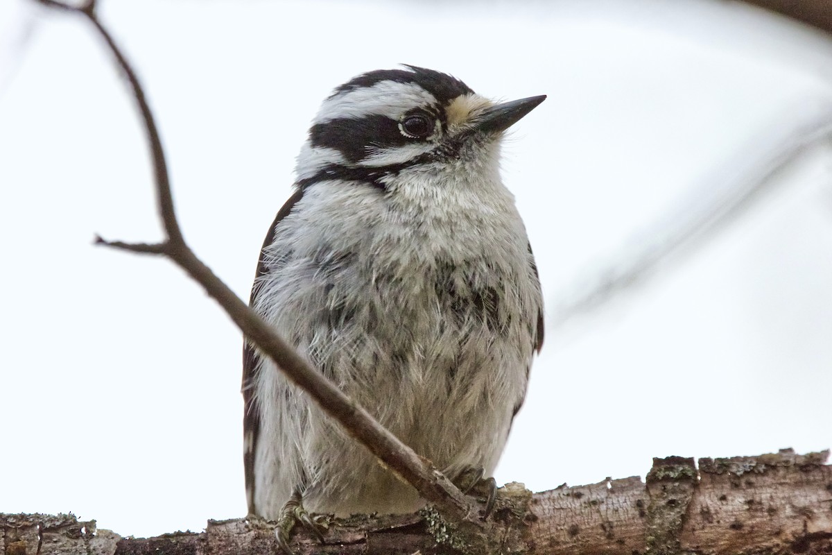 Downy Woodpecker (Eastern) - Joel Weatherly