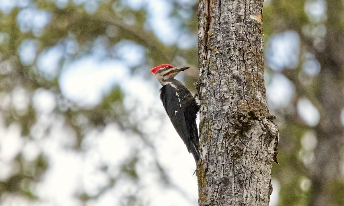 Pileated Woodpecker - Joel Weatherly