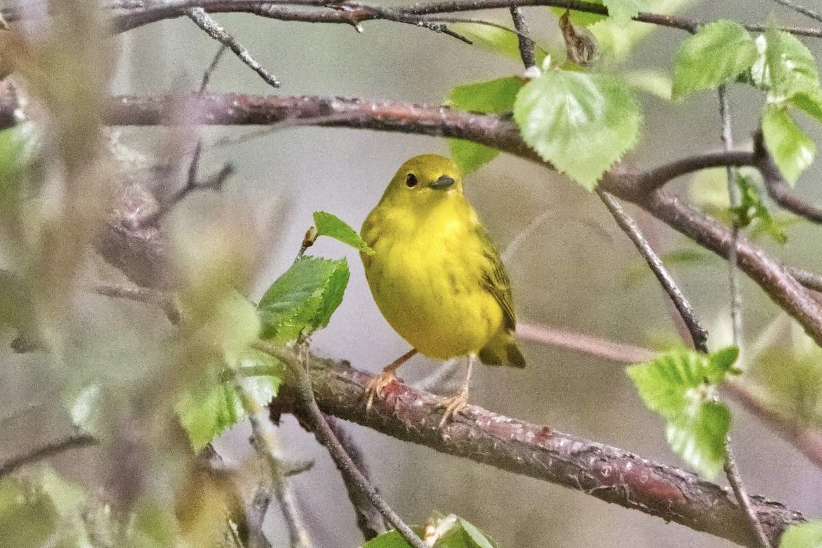 Yellow Warbler (Northern) - Joel Weatherly