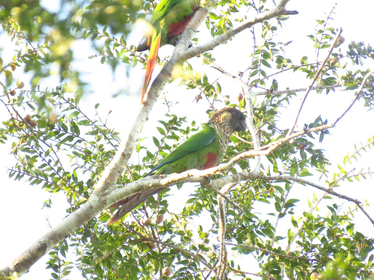 Santarem Parakeet - ML619174658