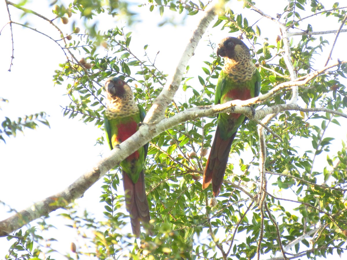 Santarem Parakeet - ML619174674