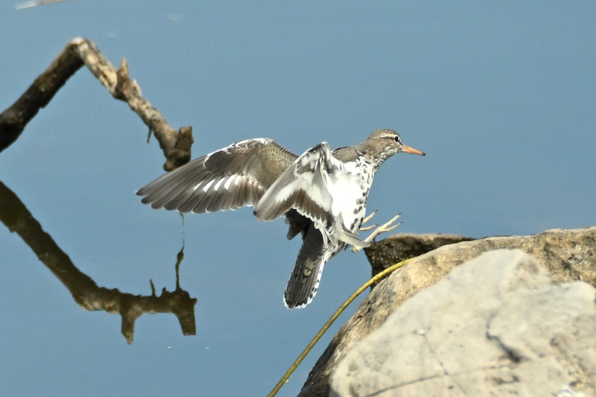 Spotted Sandpiper - EVELYN CARTER