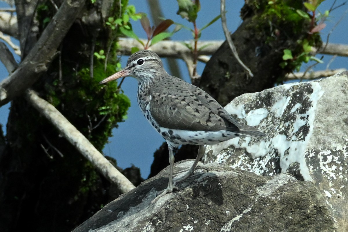 Spotted Sandpiper - EVELYN CARTER