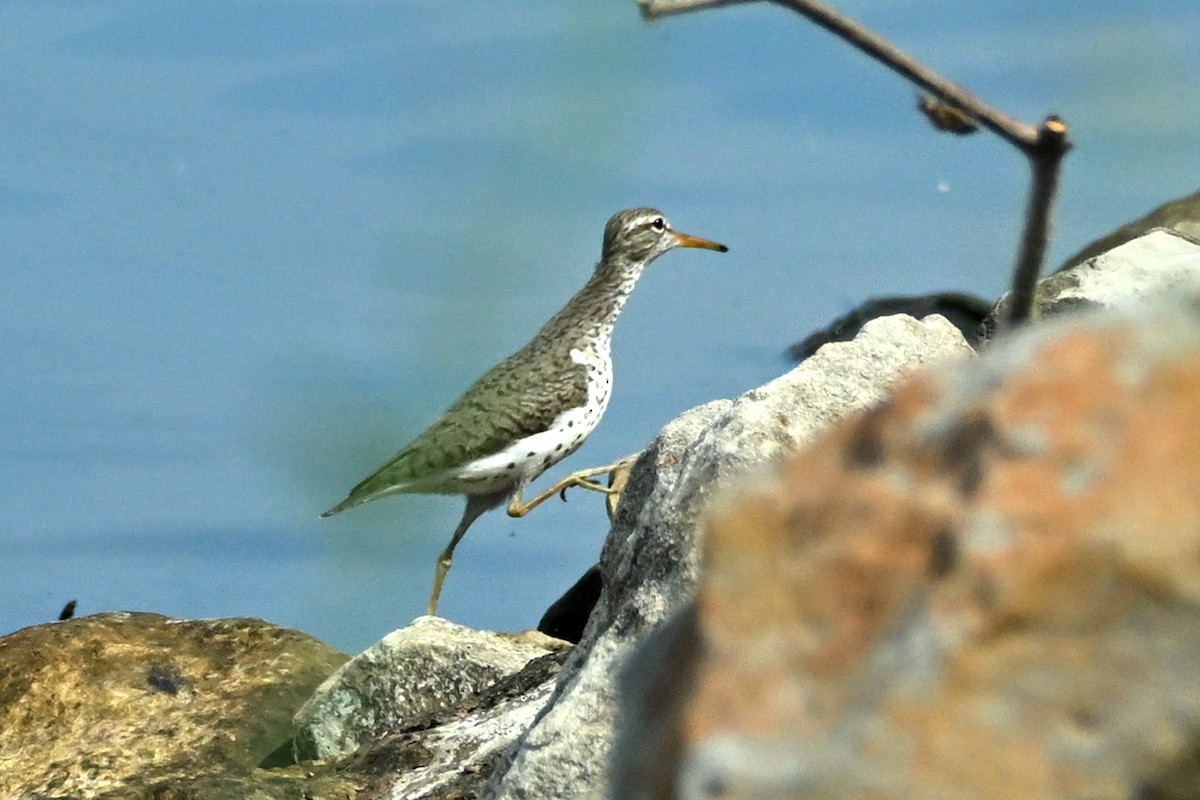 Spotted Sandpiper - EVELYN CARTER