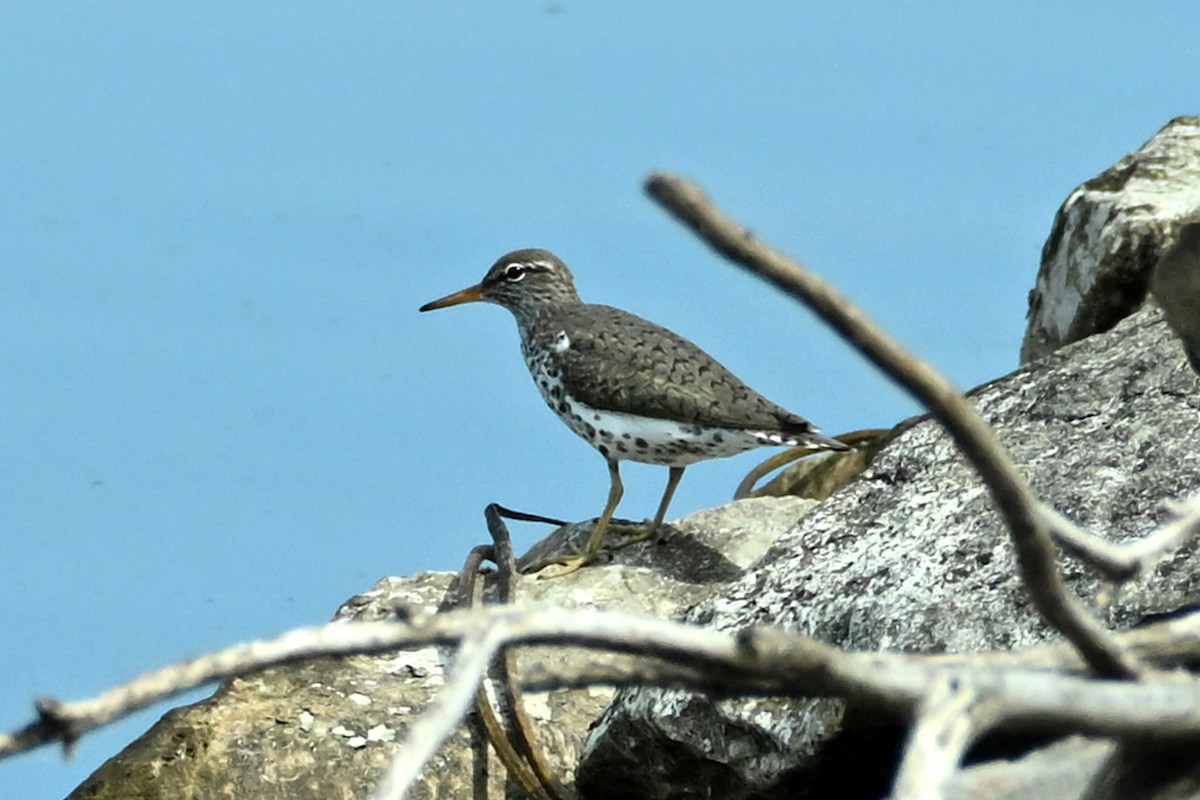 Spotted Sandpiper - ML619174702