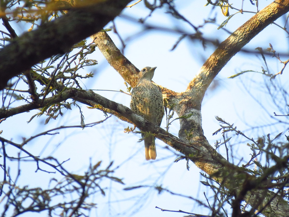 Purple-breasted Cotinga - ML619174703