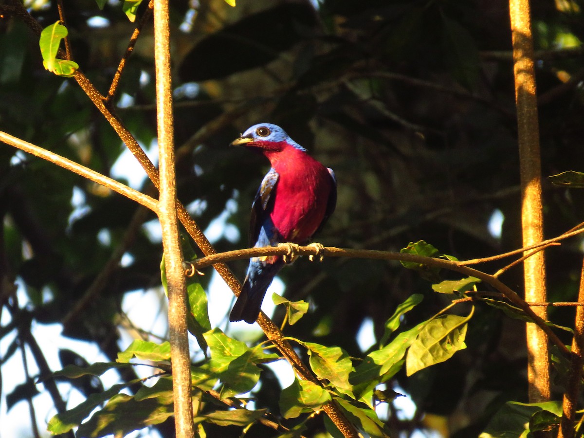 Purple-breasted Cotinga - ML619174704