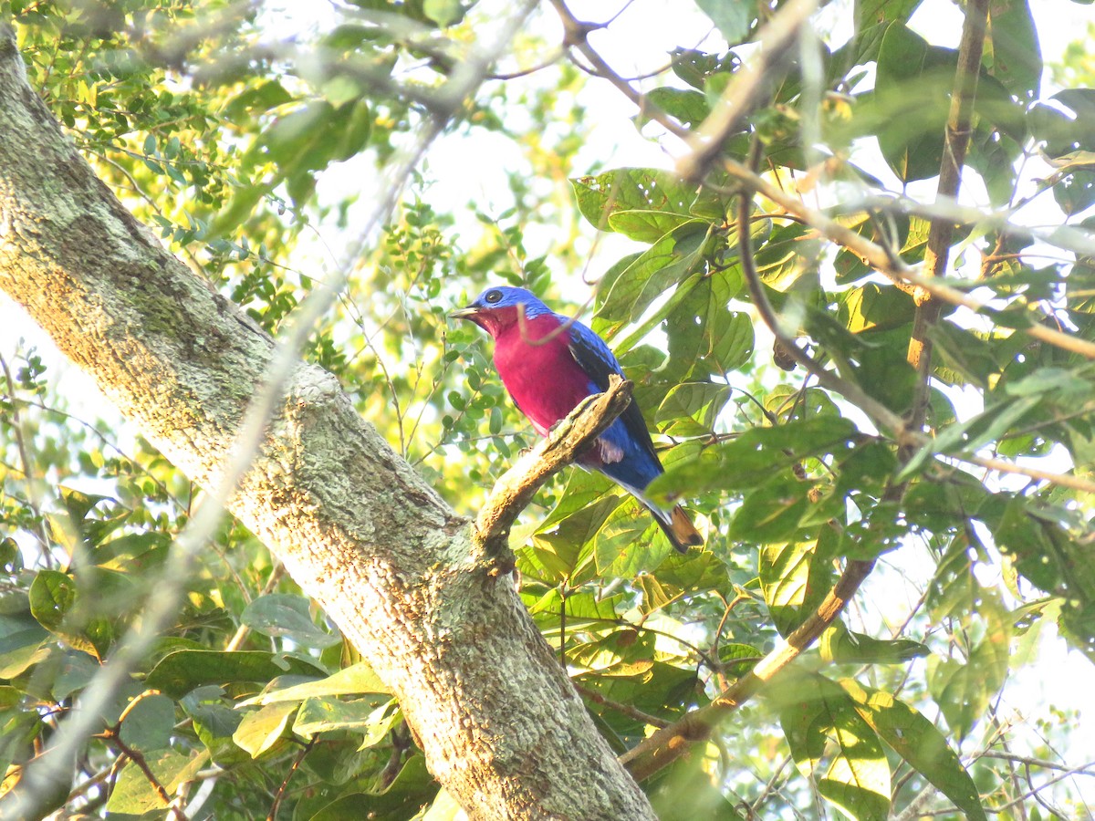 Purple-breasted Cotinga - ML619174705