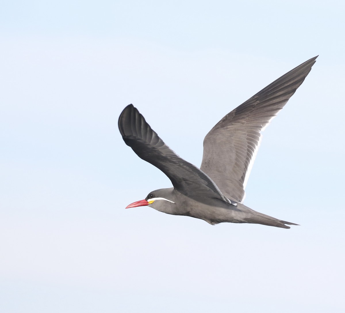 Inca Tern - ML619174715