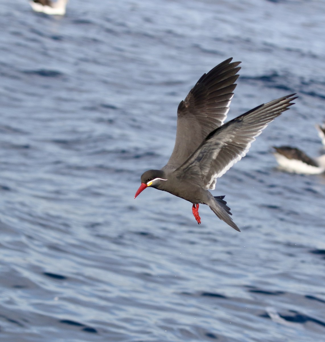 Inca Tern - Aaron David