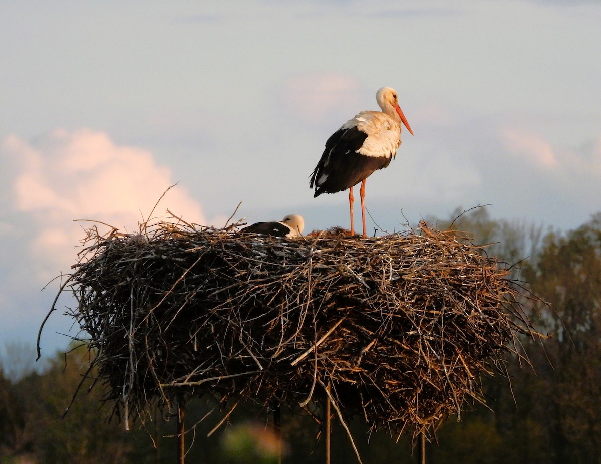 White Stork - Jiří Rohlena