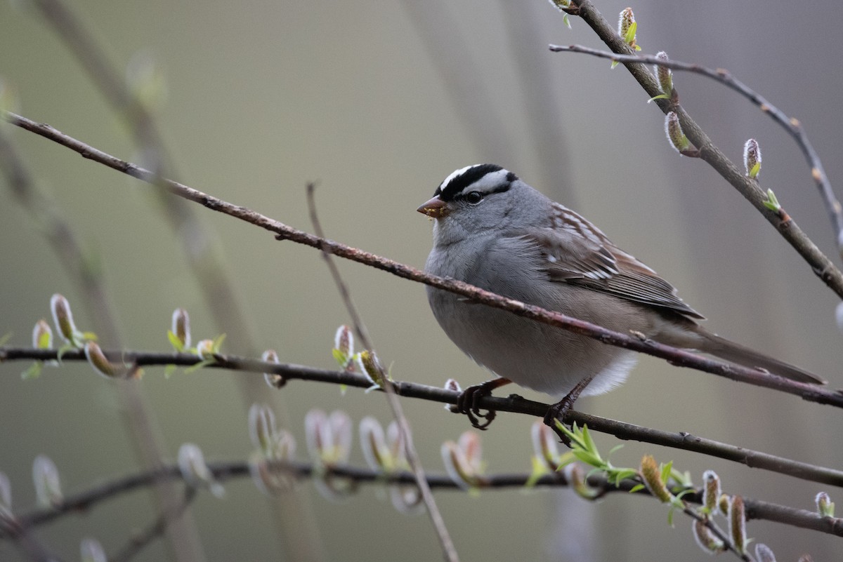White-crowned Sparrow - ML619174733