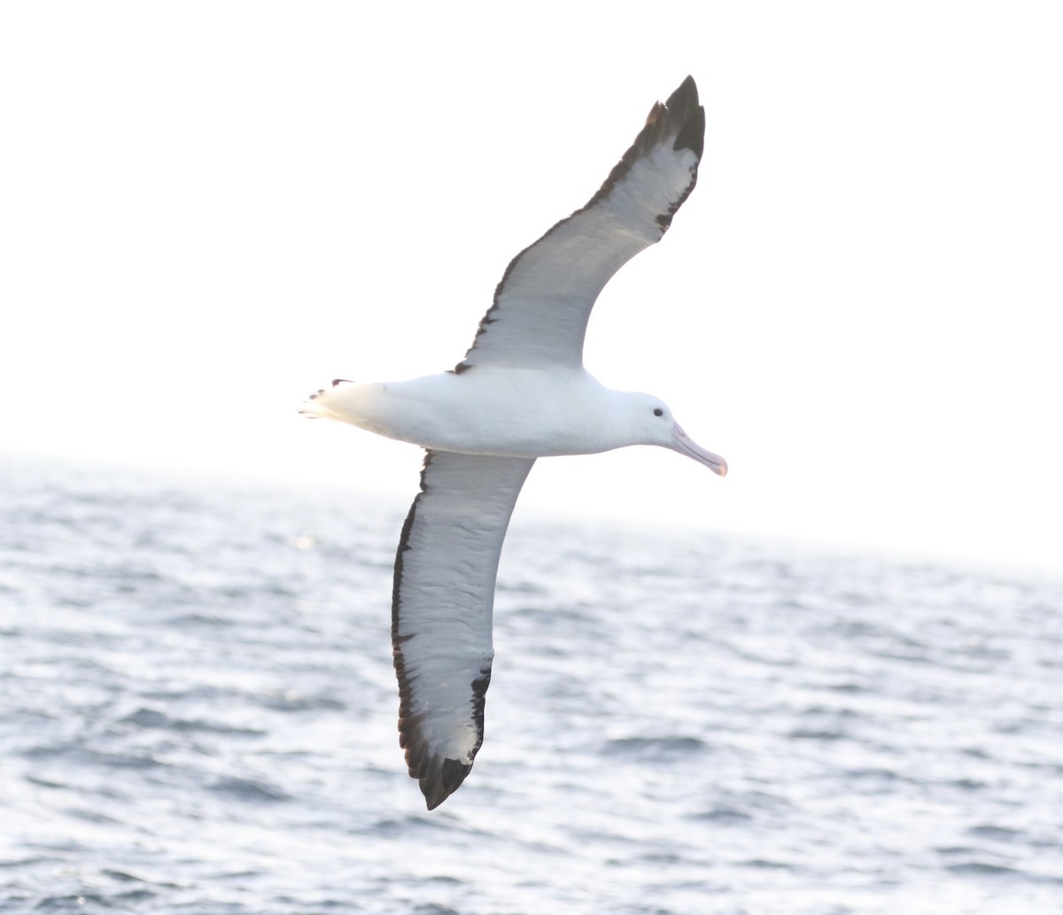 Northern Royal Albatross - Aaron David