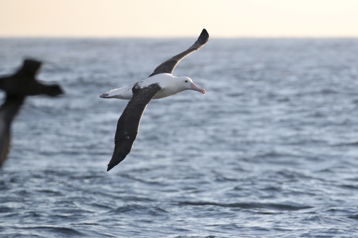 Northern Royal Albatross - Aaron David