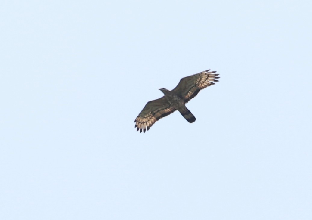 Oriental Honey-buzzard - ML619174738