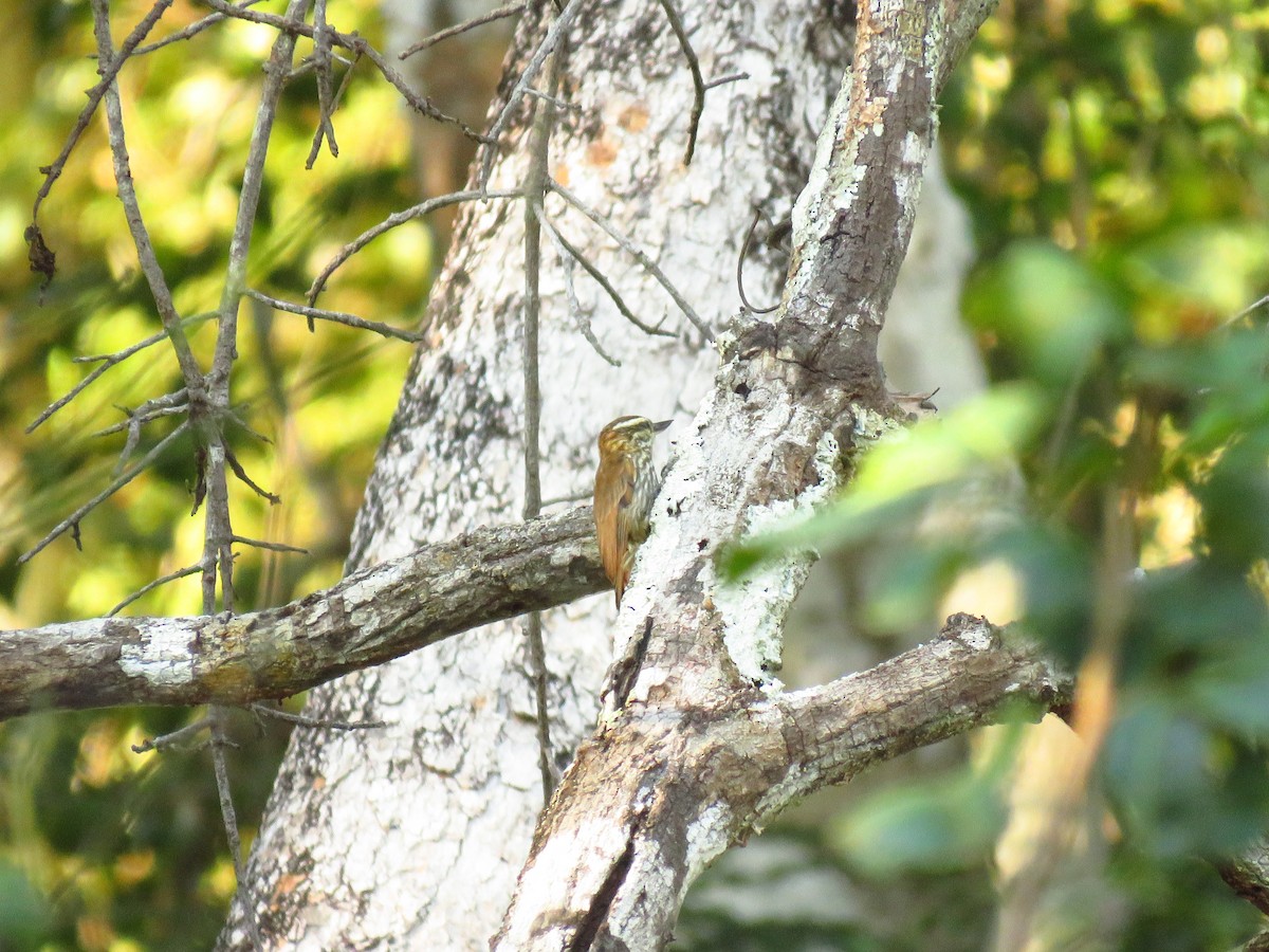 Streaked Xenops - ML619174741