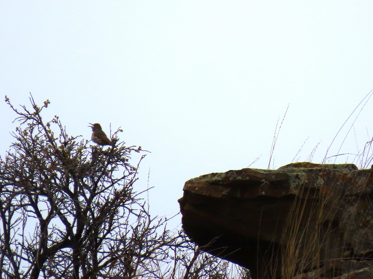 Rock Wren - raylene wall