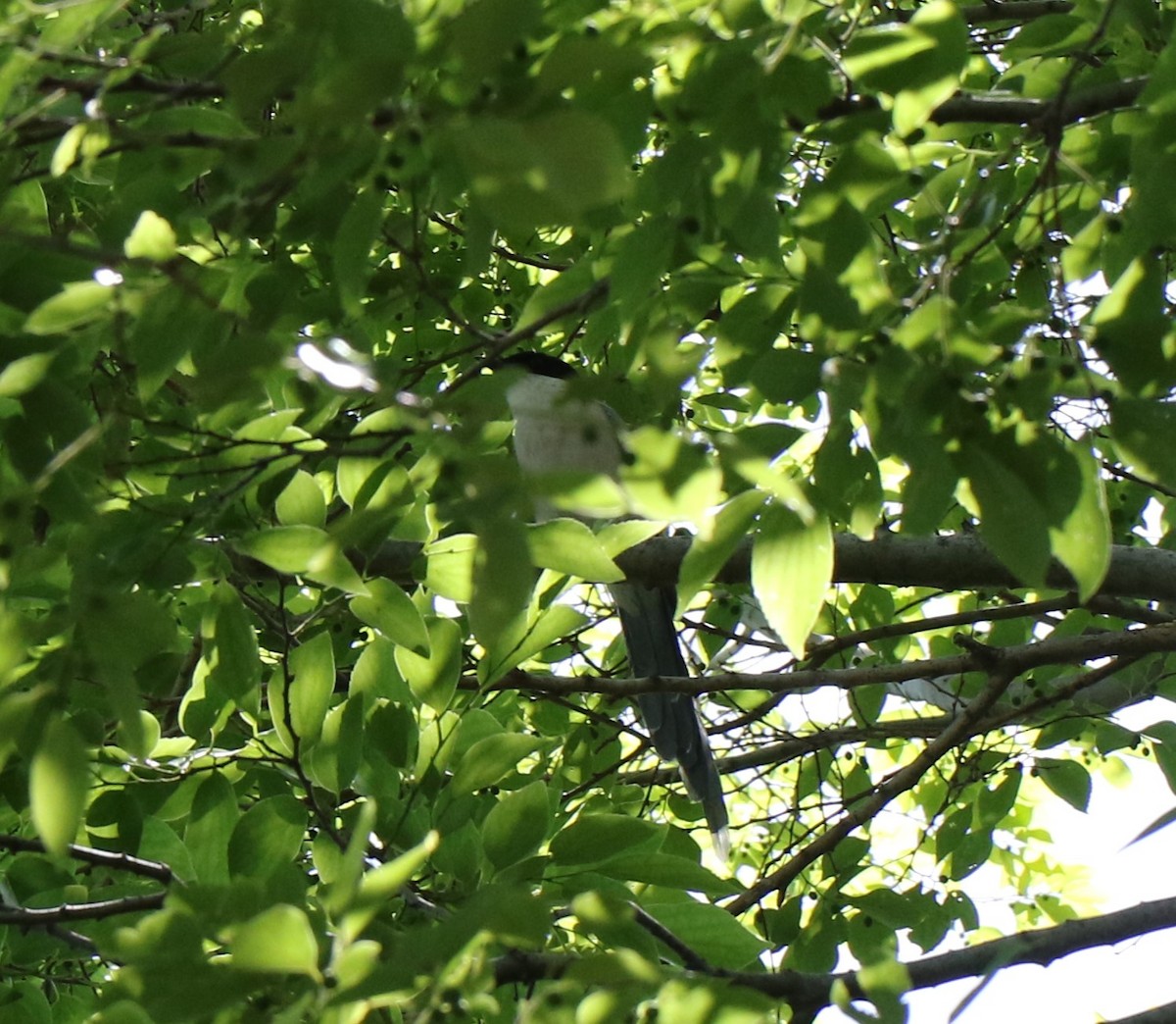 Azure-winged Magpie - Levan Goenner