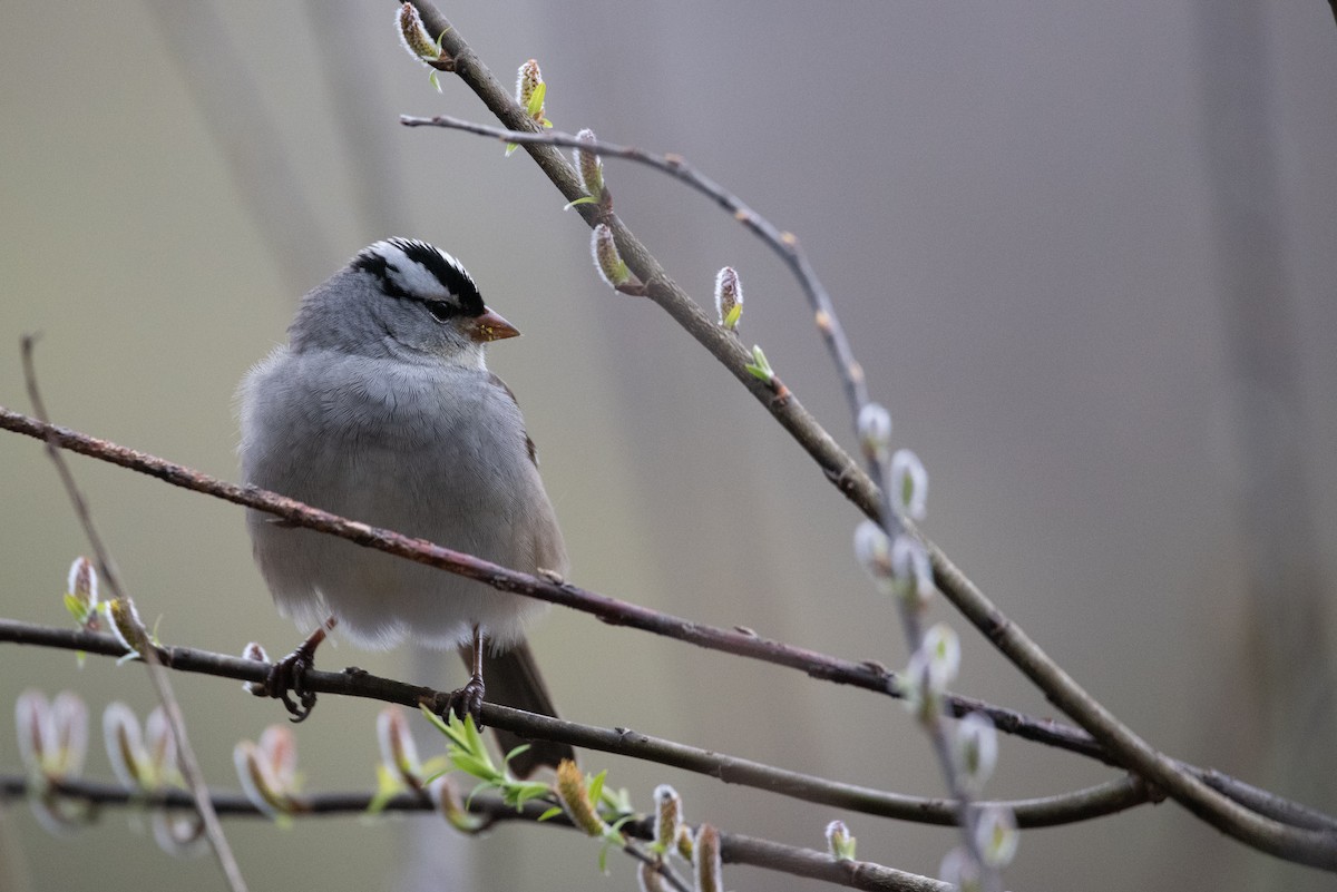 White-crowned Sparrow - ML619174744