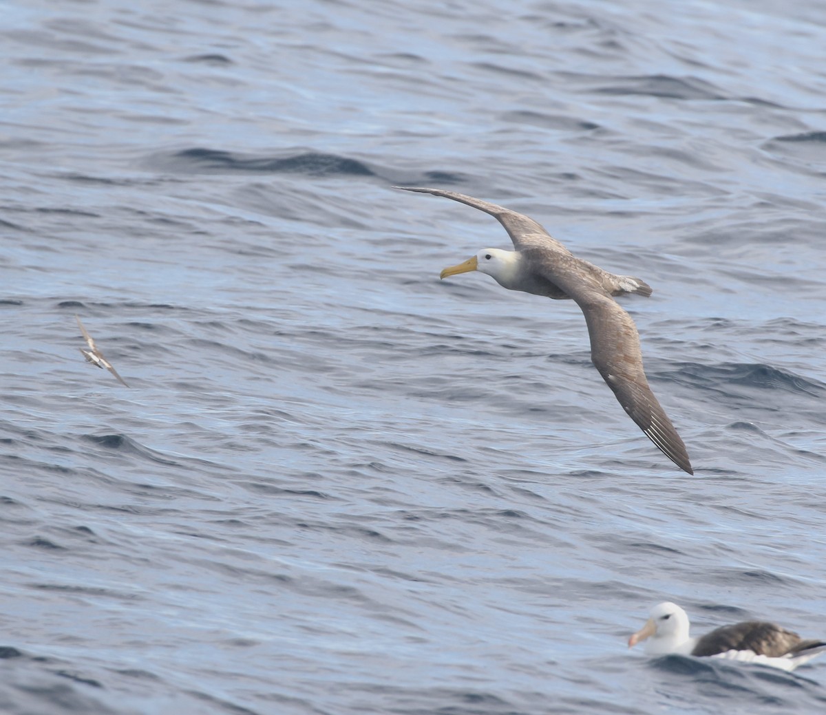Waved Albatross - Aaron David