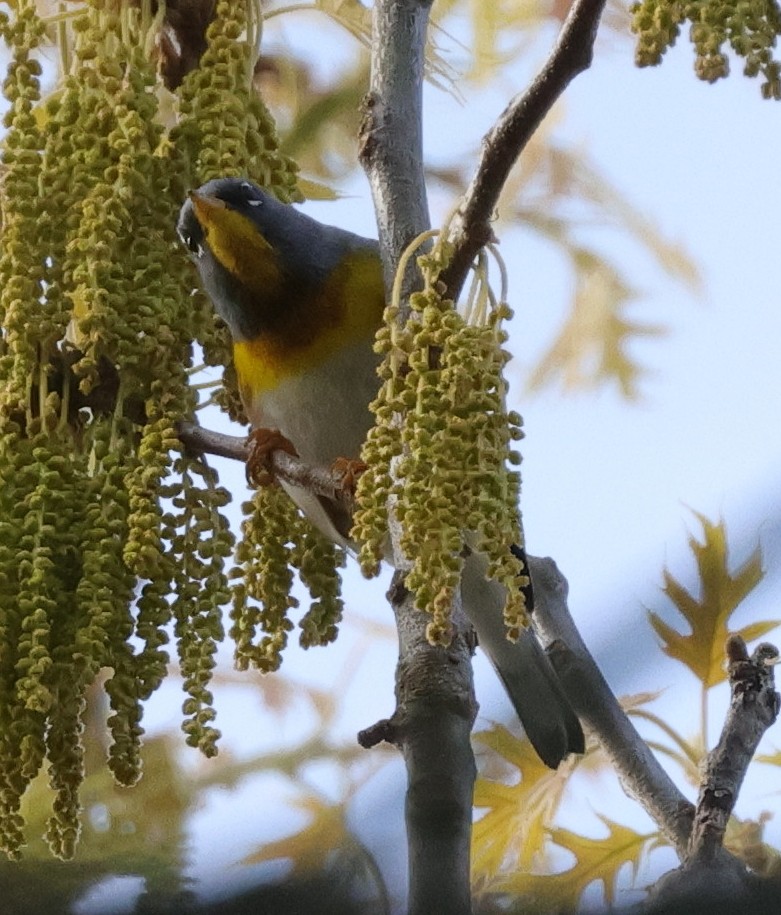 Northern Parula - cyndi jackson