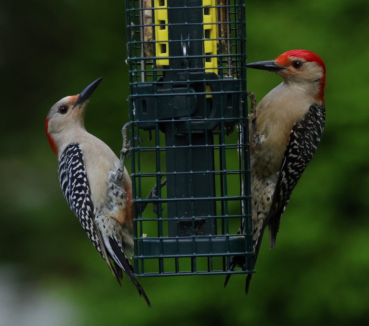 Red-bellied Woodpecker - cyndi jackson