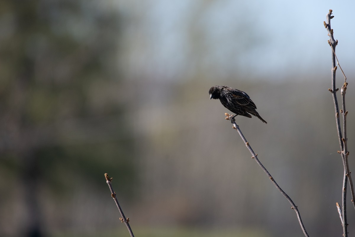 Red-winged Blackbird - Philippe Hénault