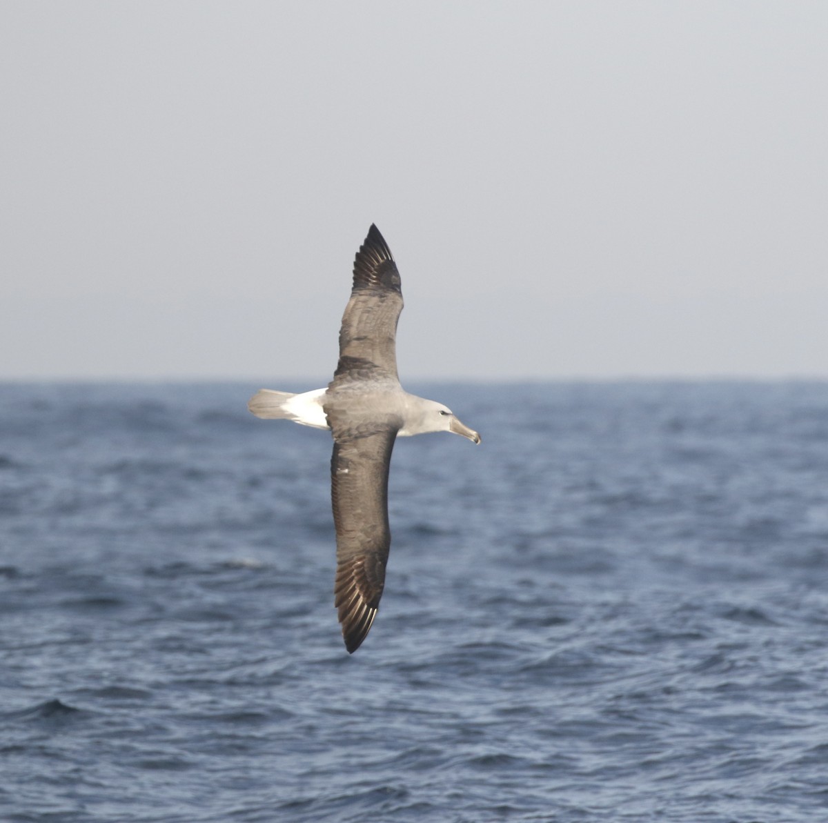 Salvin's Albatross - ML619174772