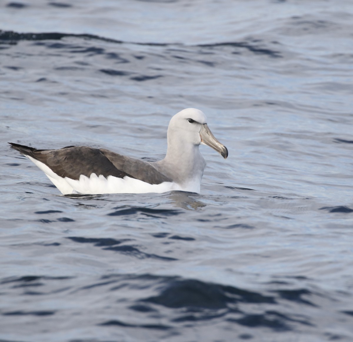 Albatros de Salvin - ML619174773