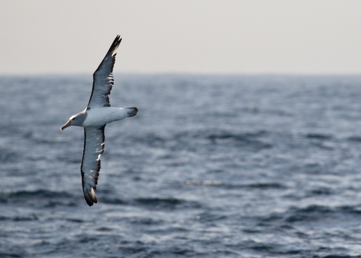 Salvin's Albatross - Aaron David