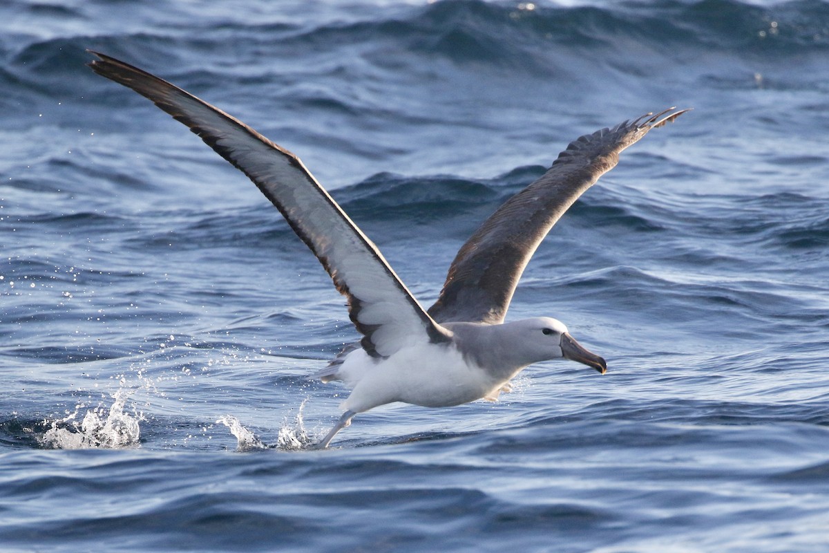 Salvin's Albatross - Aaron David