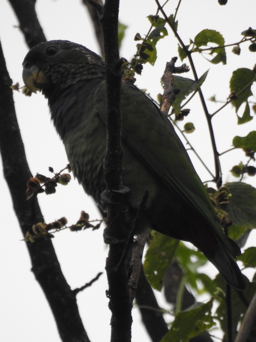 Scaly-headed Parrot - Patricio Ramírez Llorens