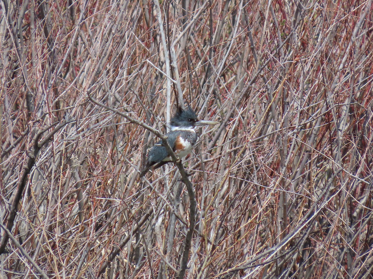 Belted Kingfisher - raylene wall