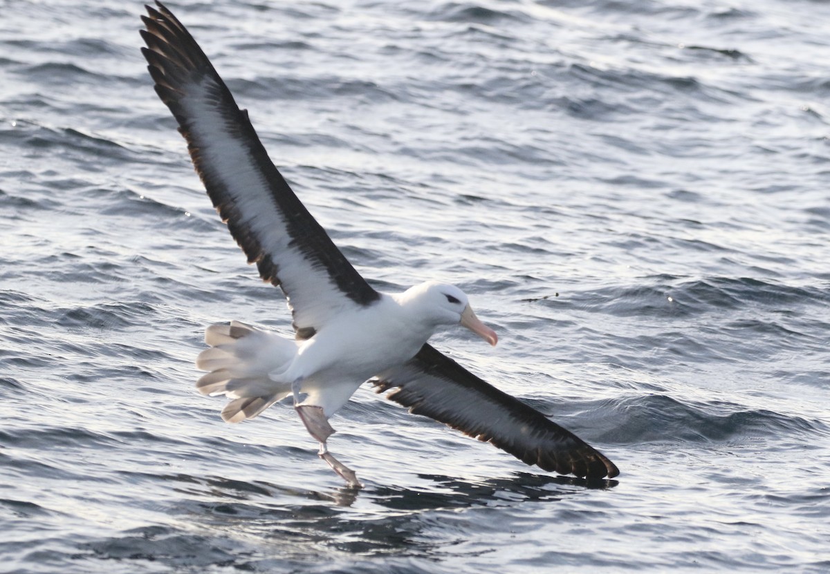 Black-browed Albatross - Aaron David