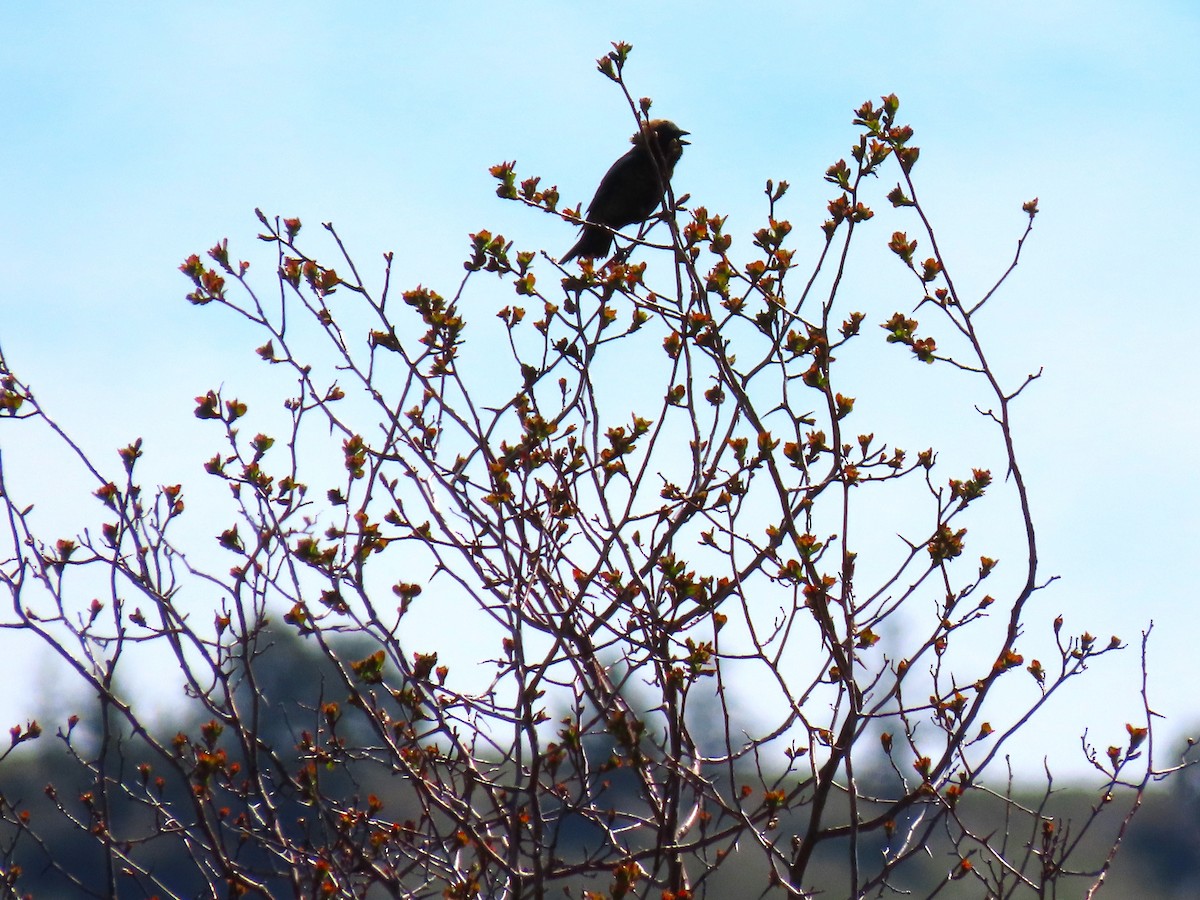 Bobolink - ML619174796