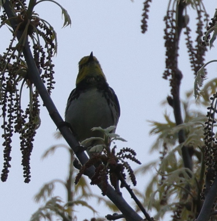 Black-throated Green Warbler - cyndi jackson