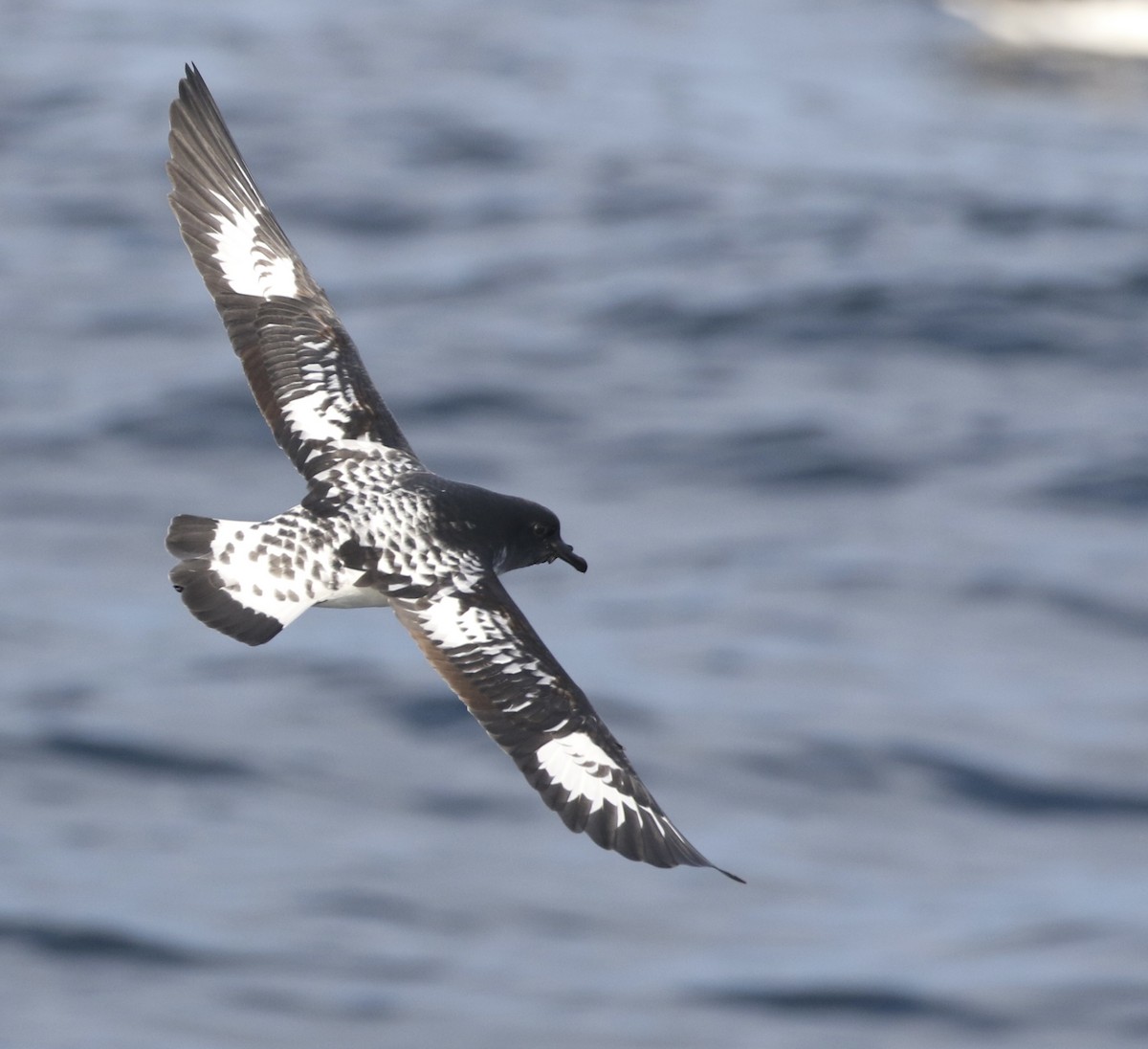 Cape Petrel - Aaron David