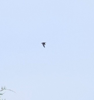 Chimney Swift - Dennis Forsythe