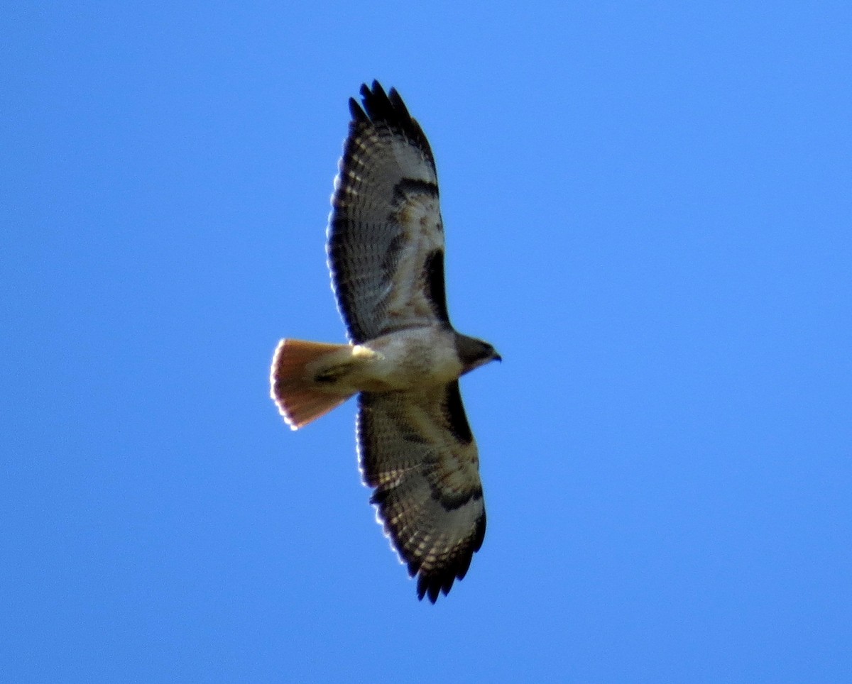 Red-tailed Hawk - ML619174867