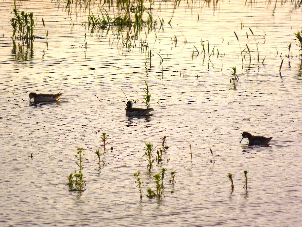 Wilson's Phalarope - raylene wall