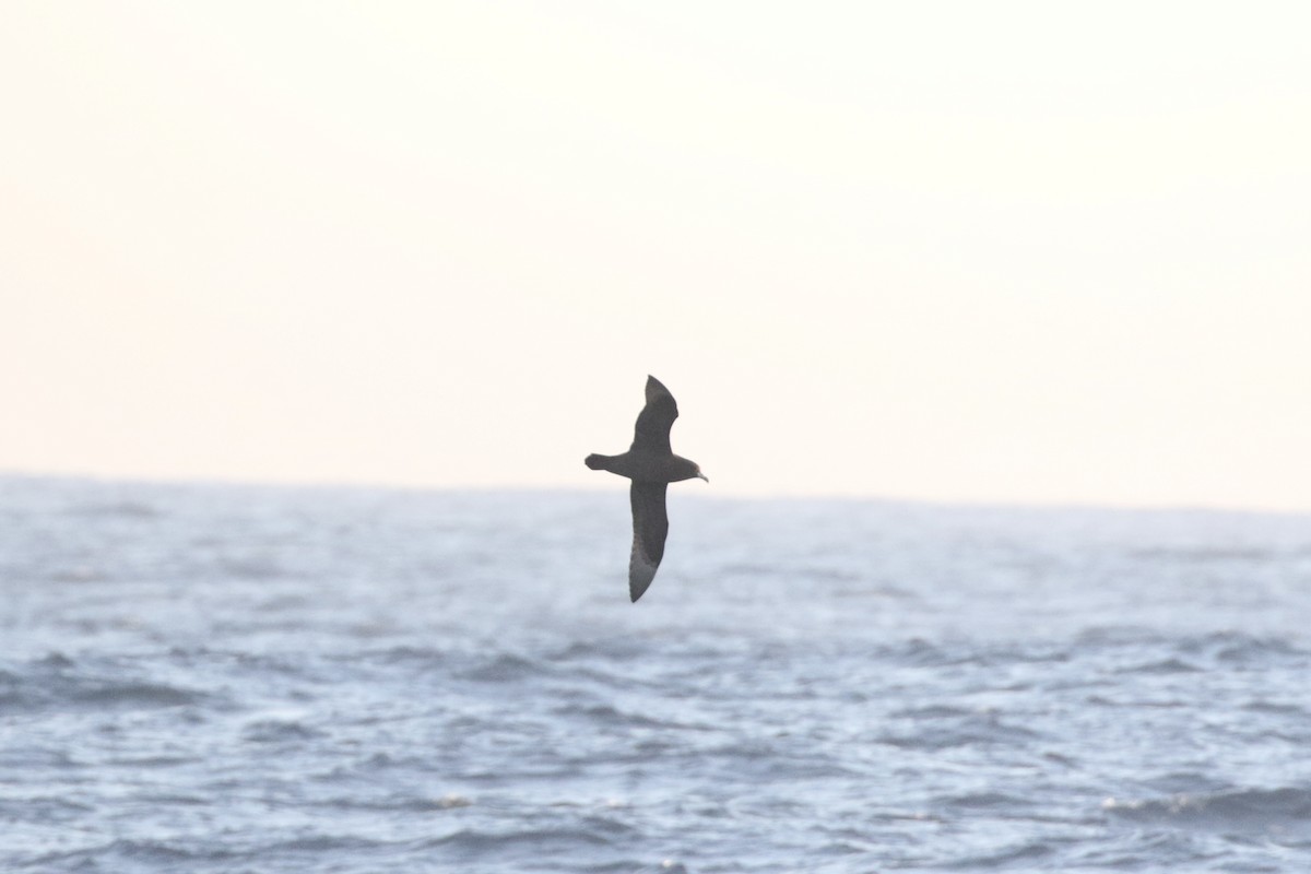 White-chinned Petrel - ML619174886