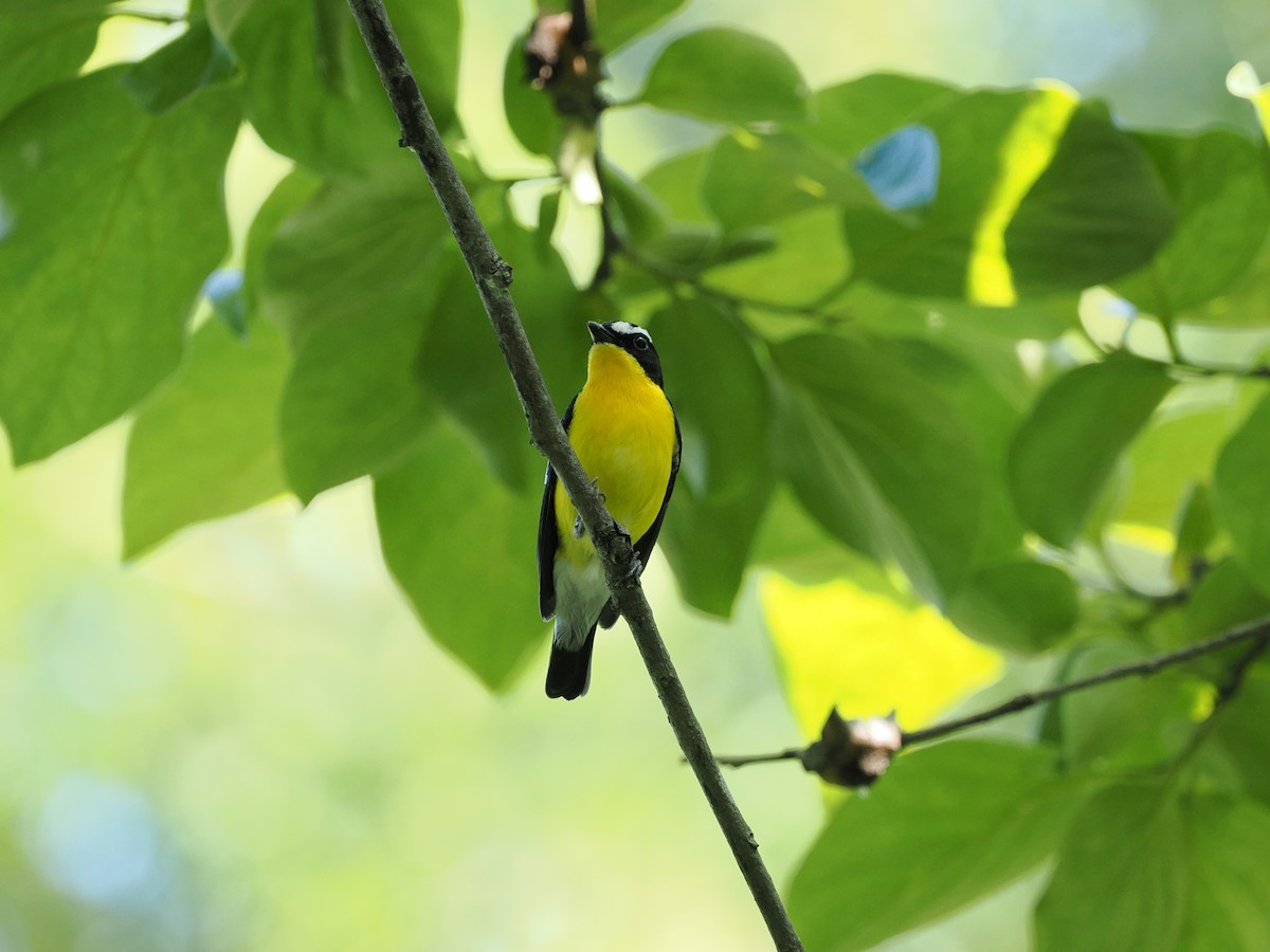 Yellow-rumped Flycatcher - Zheyuan Jiang