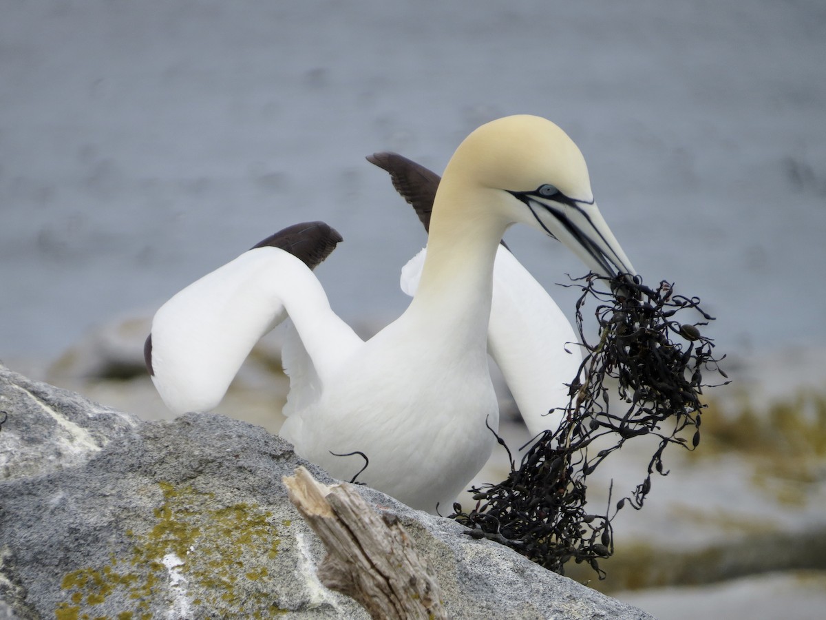 Northern Gannet - ML619174908