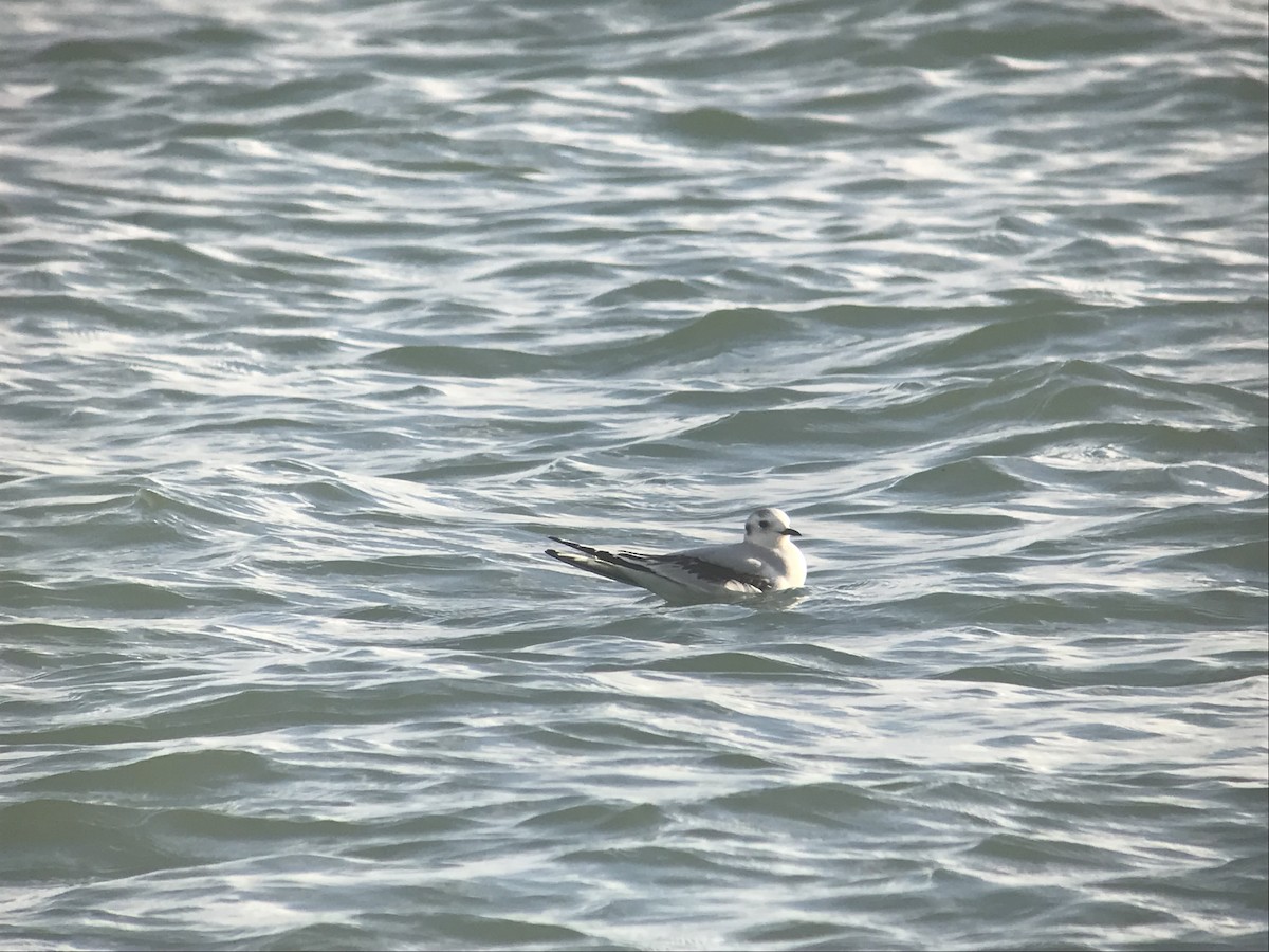 Mouette pygmée - ML619174913