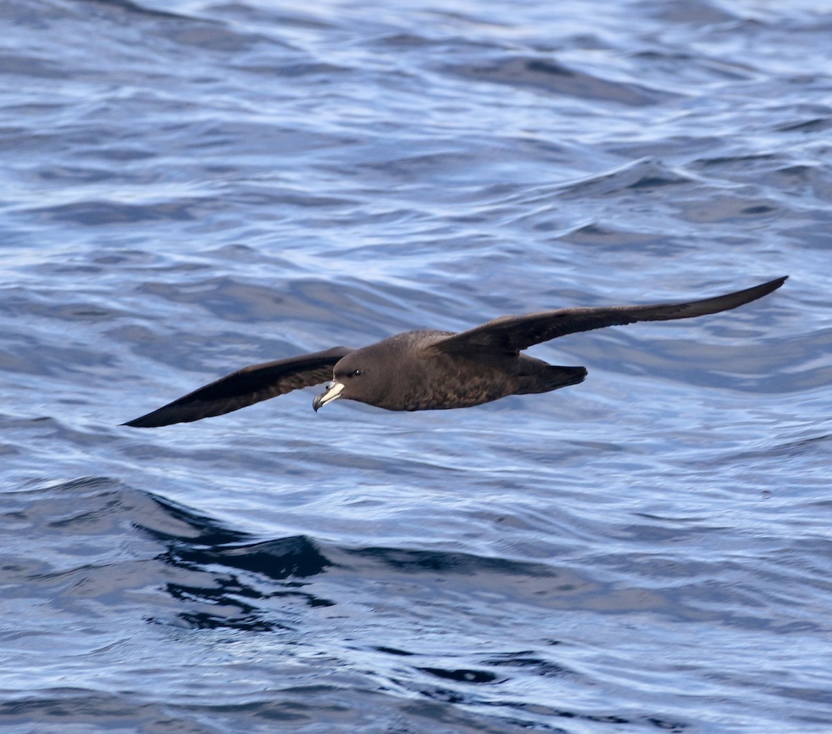 Westland Petrel - Aaron David