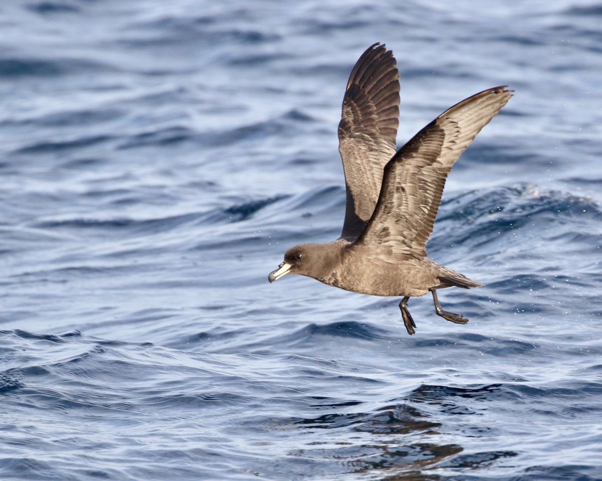 Westland Petrel - Aaron David