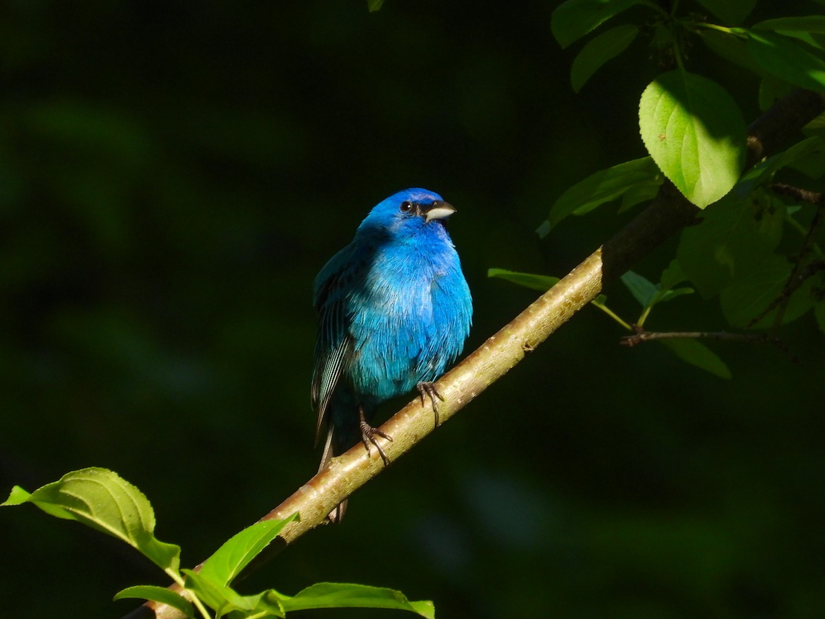 Indigo Bunting - Haley Gottardo